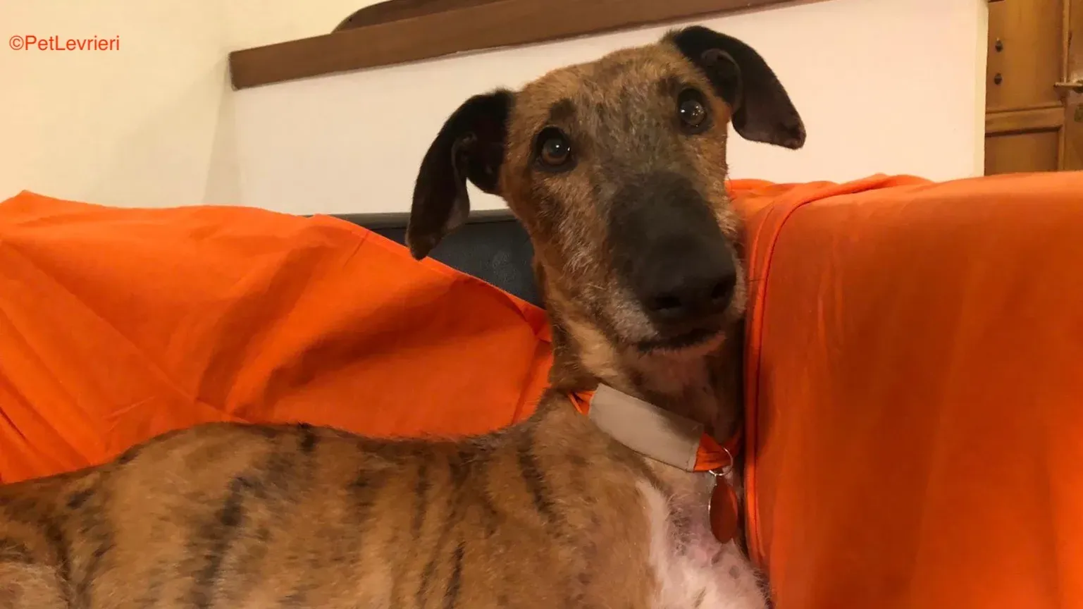 Alì adozione levrieri galgo 3 1