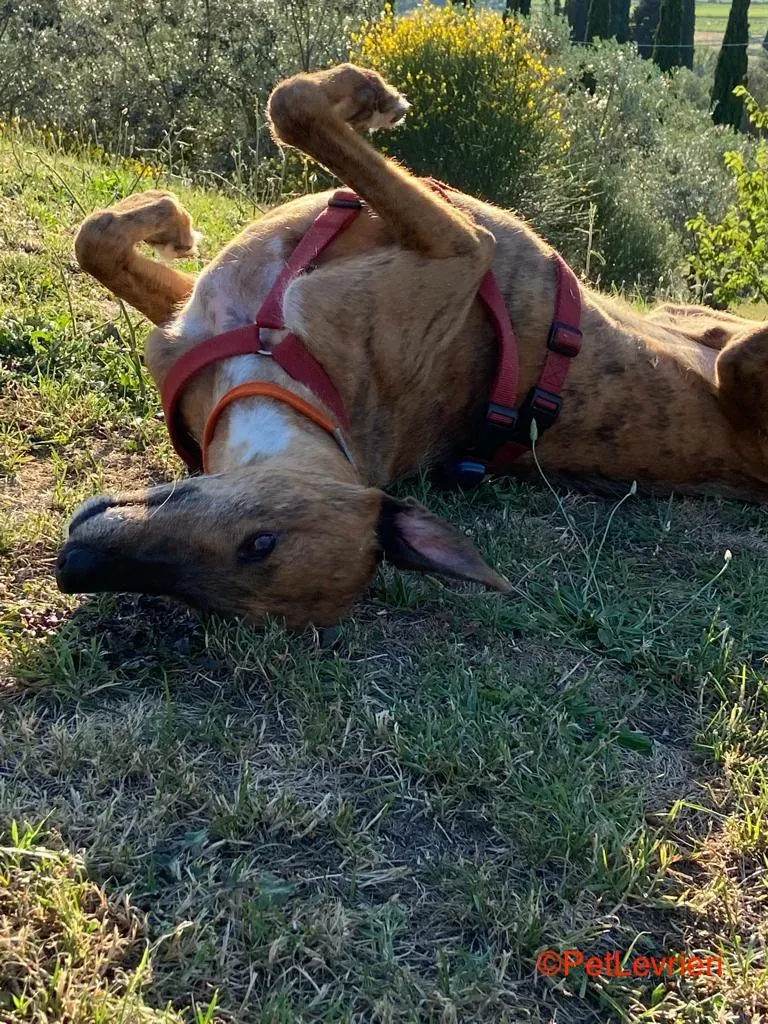 Alì adozione levrieri galgo 3 2