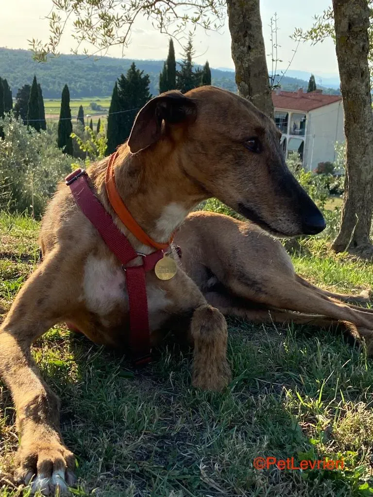 Alì adozione levrieri galgo 4 1