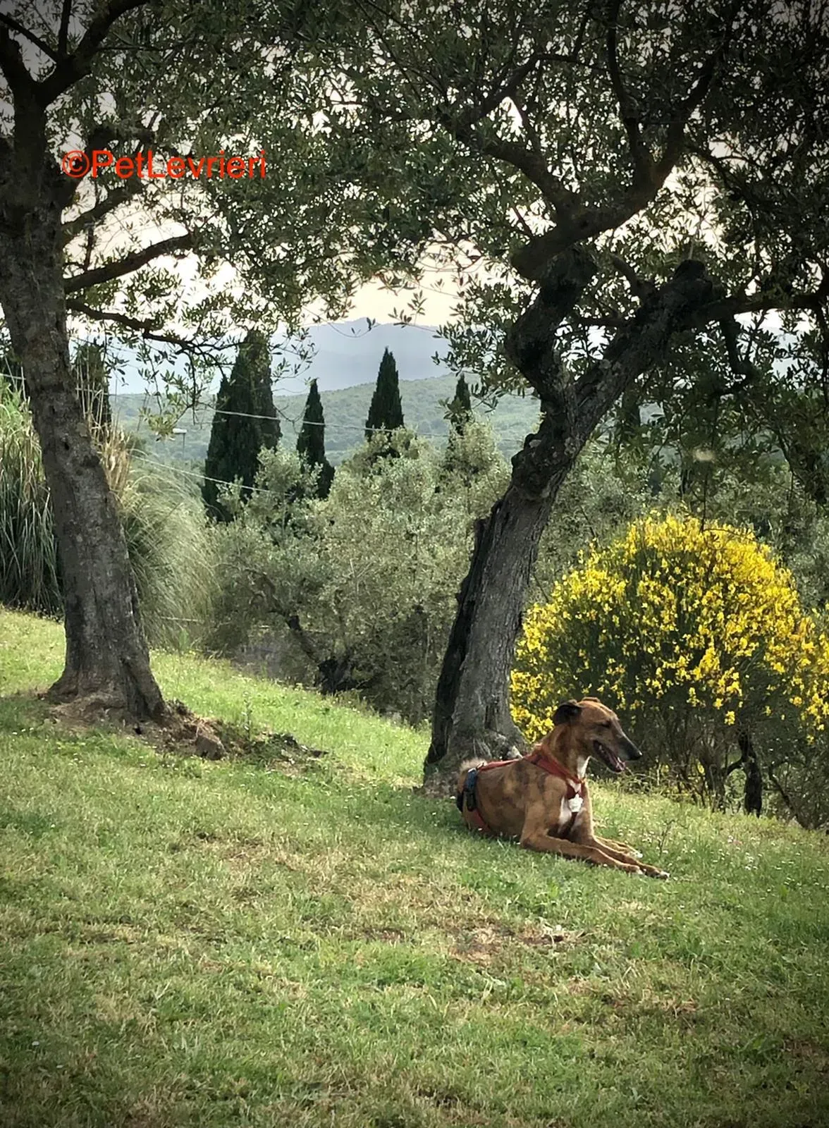 Alì adozione levrieri galgo 2