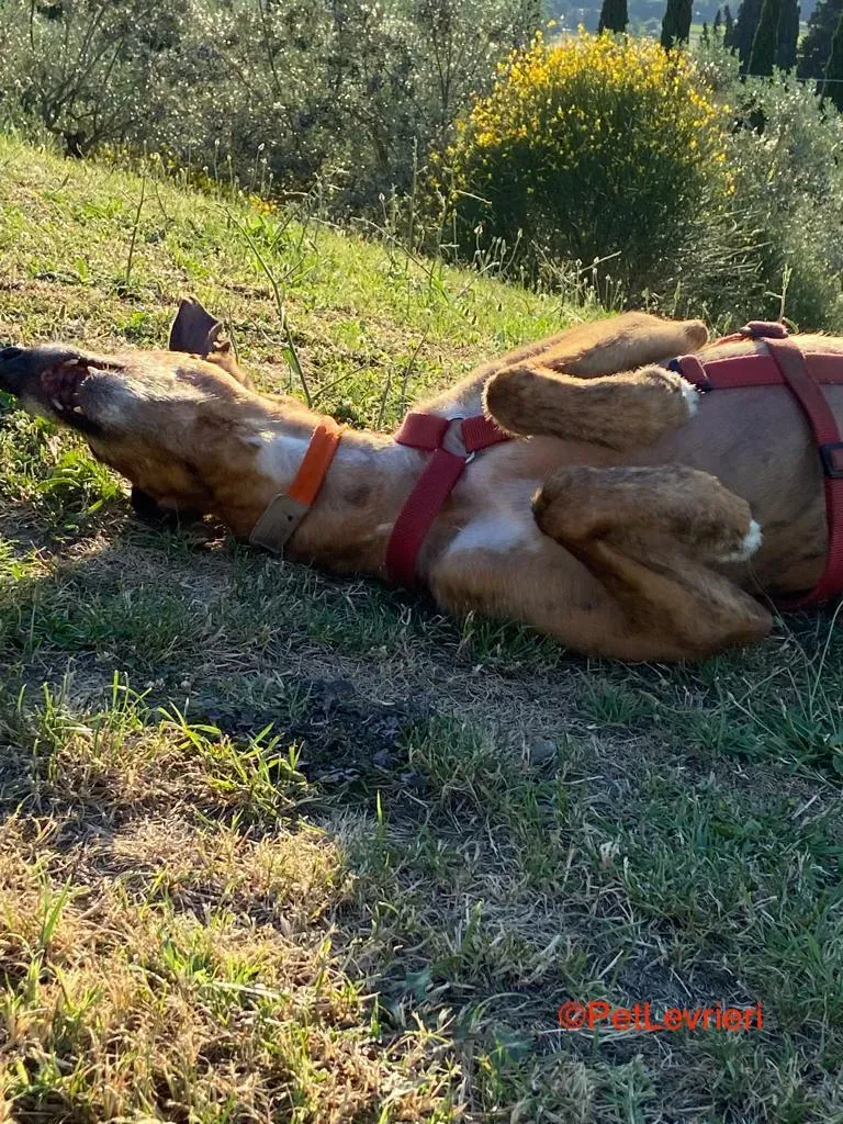 Alì adozione levrieri galgo 5 1