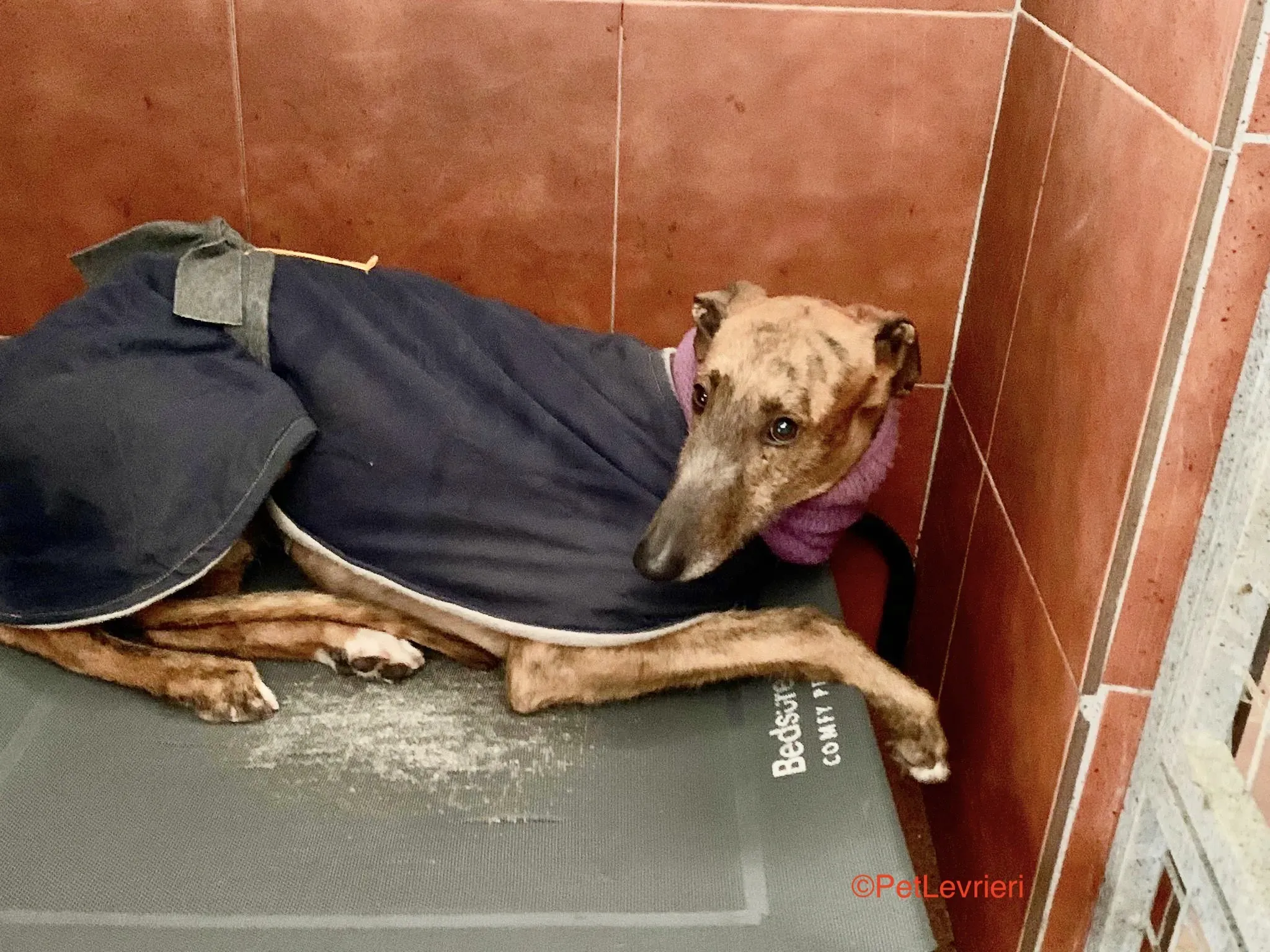 Alì adozione levrieri galgo 3
