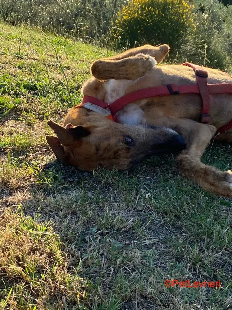 Alì adozione levrieri galgo 6 1