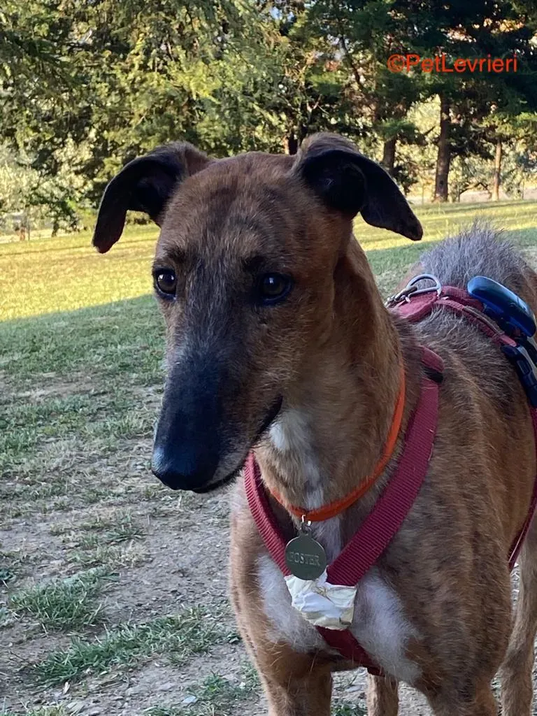 Alì adozione levrieri galgo 4