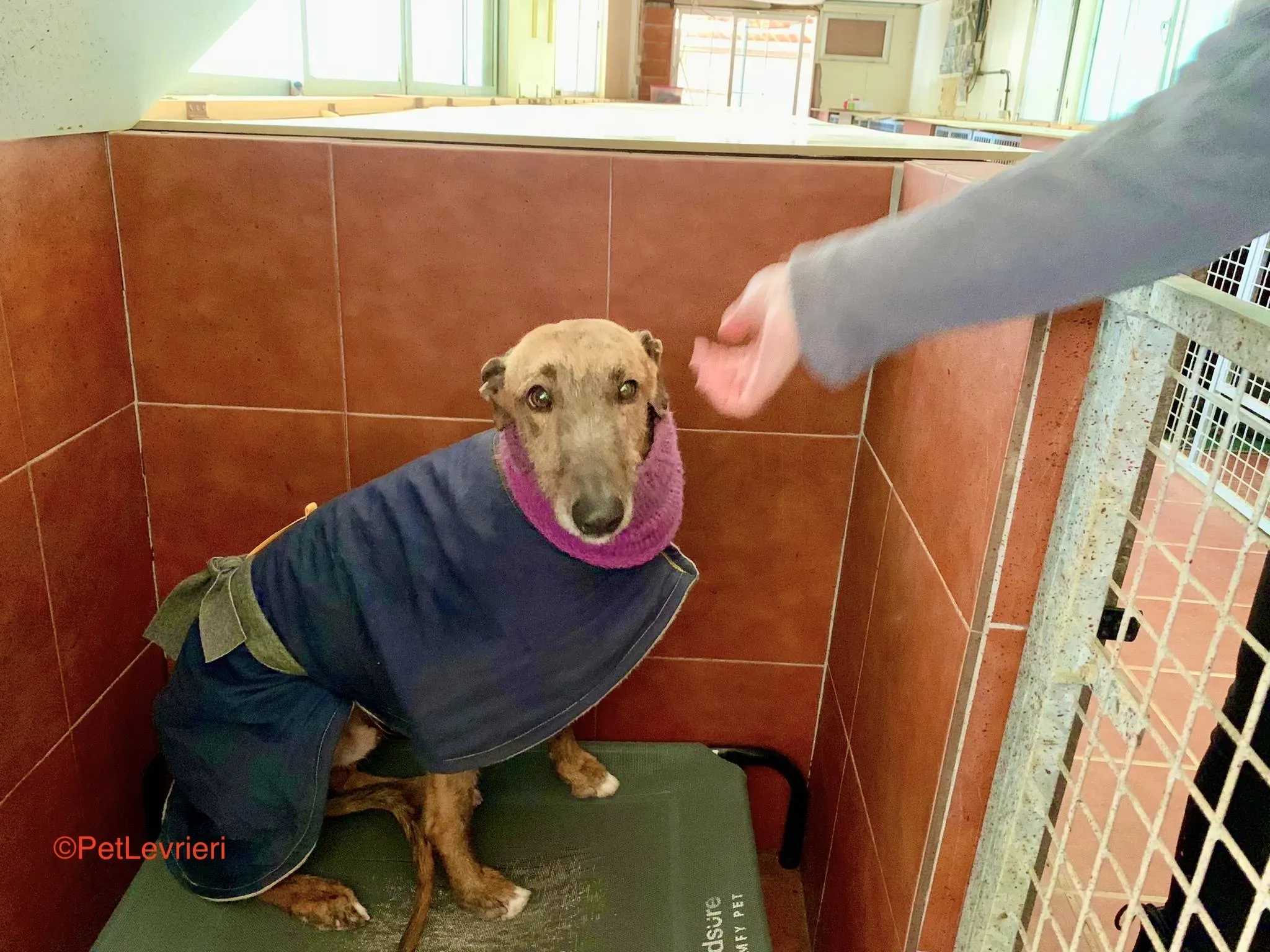 Alì adozione levrieri galgo 5