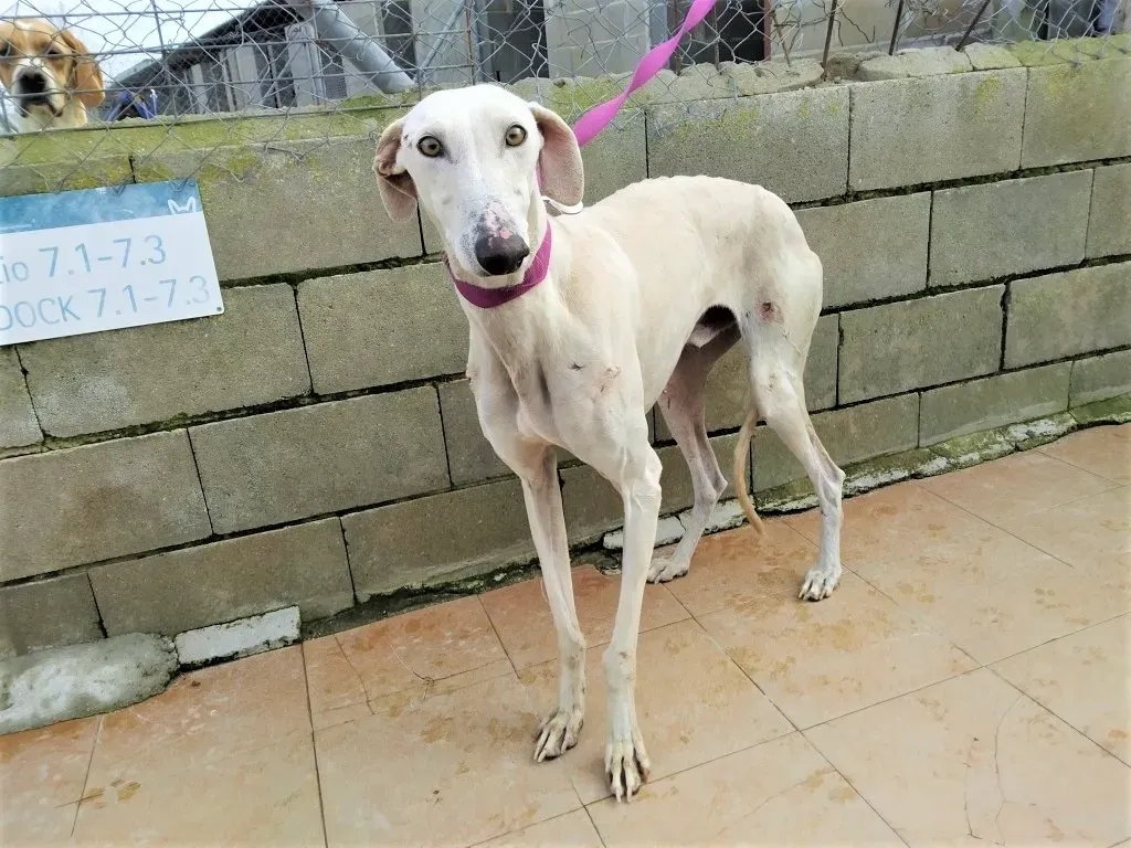 Amancio adozione levrieri galgo 01 2
