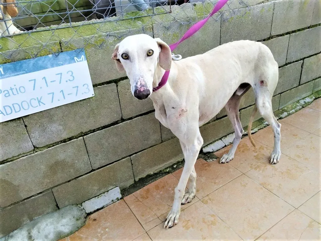 Amancio adozione levrieri galgo 02 2
