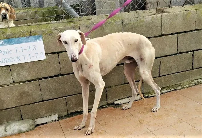 Amancio adozione levrieri galgo 03 2
