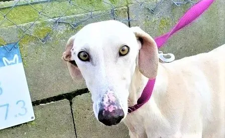 Amancio adozione levrieri galgo 04