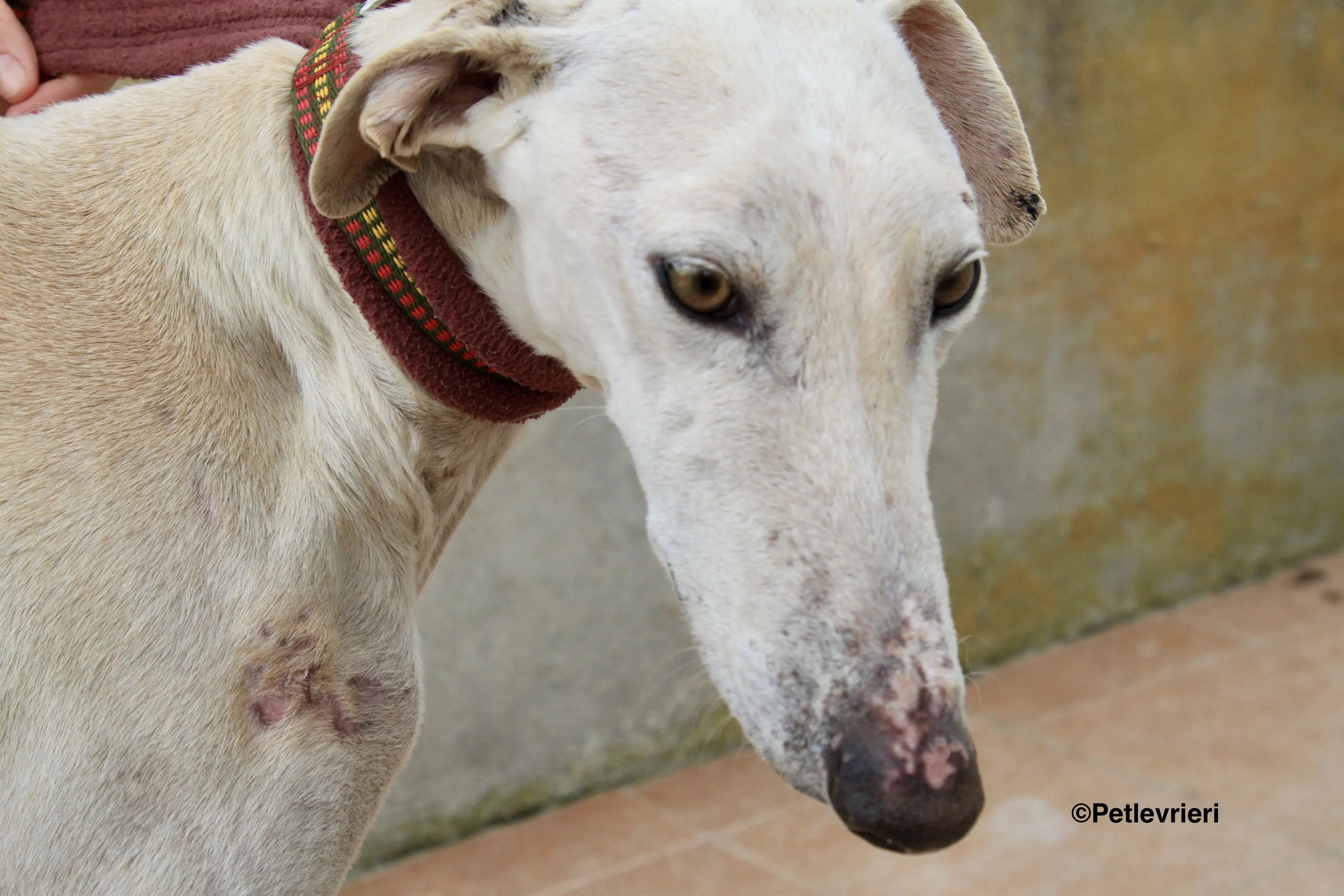 Amancio adozione levrieri galgo 1 2