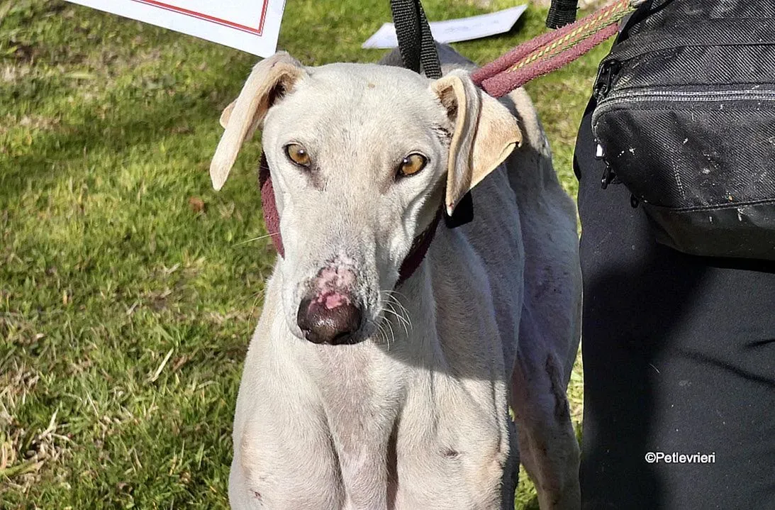 Amancio adozione levrieri galgo 1
