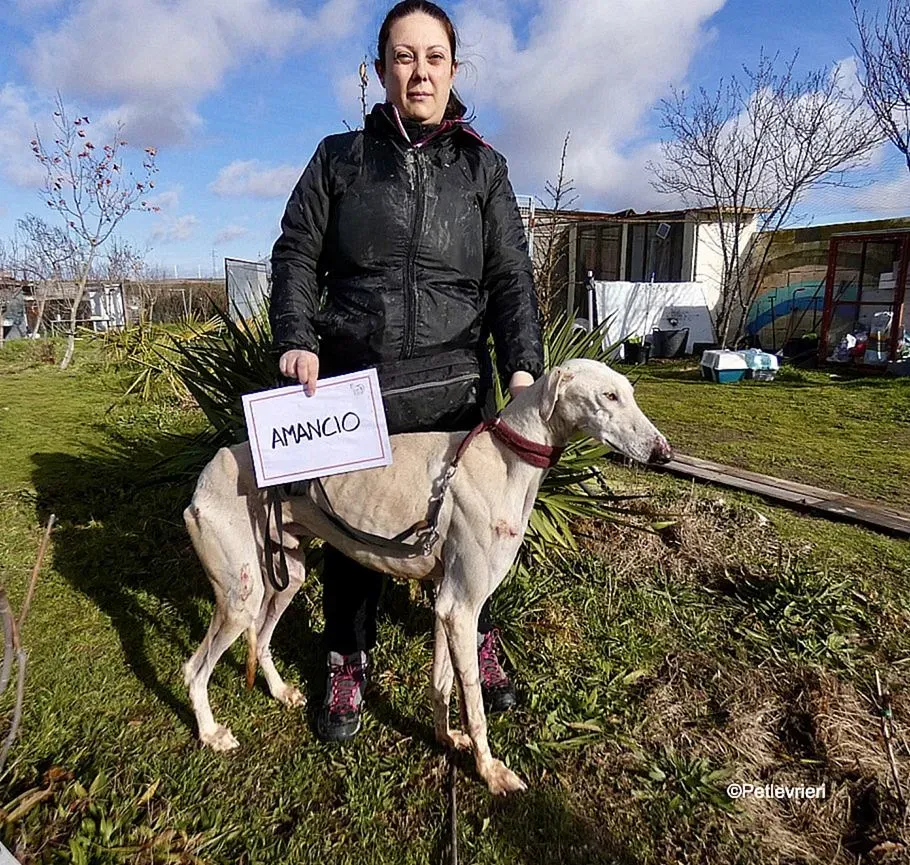 Amancio adozione levrieri galgo 10