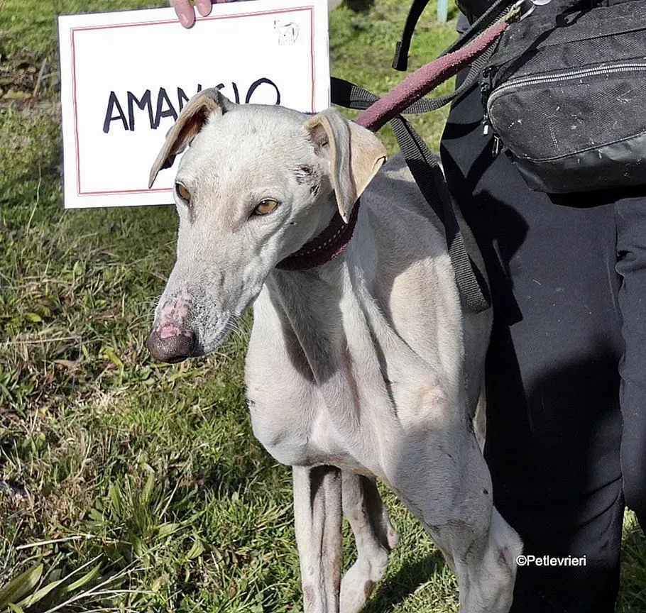 Amancio adozione levrieri galgo 11