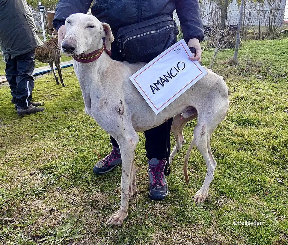 Amancio adozione levrieri galgo 12