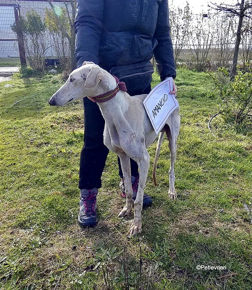 Amancio adozione levrieri galgo 13