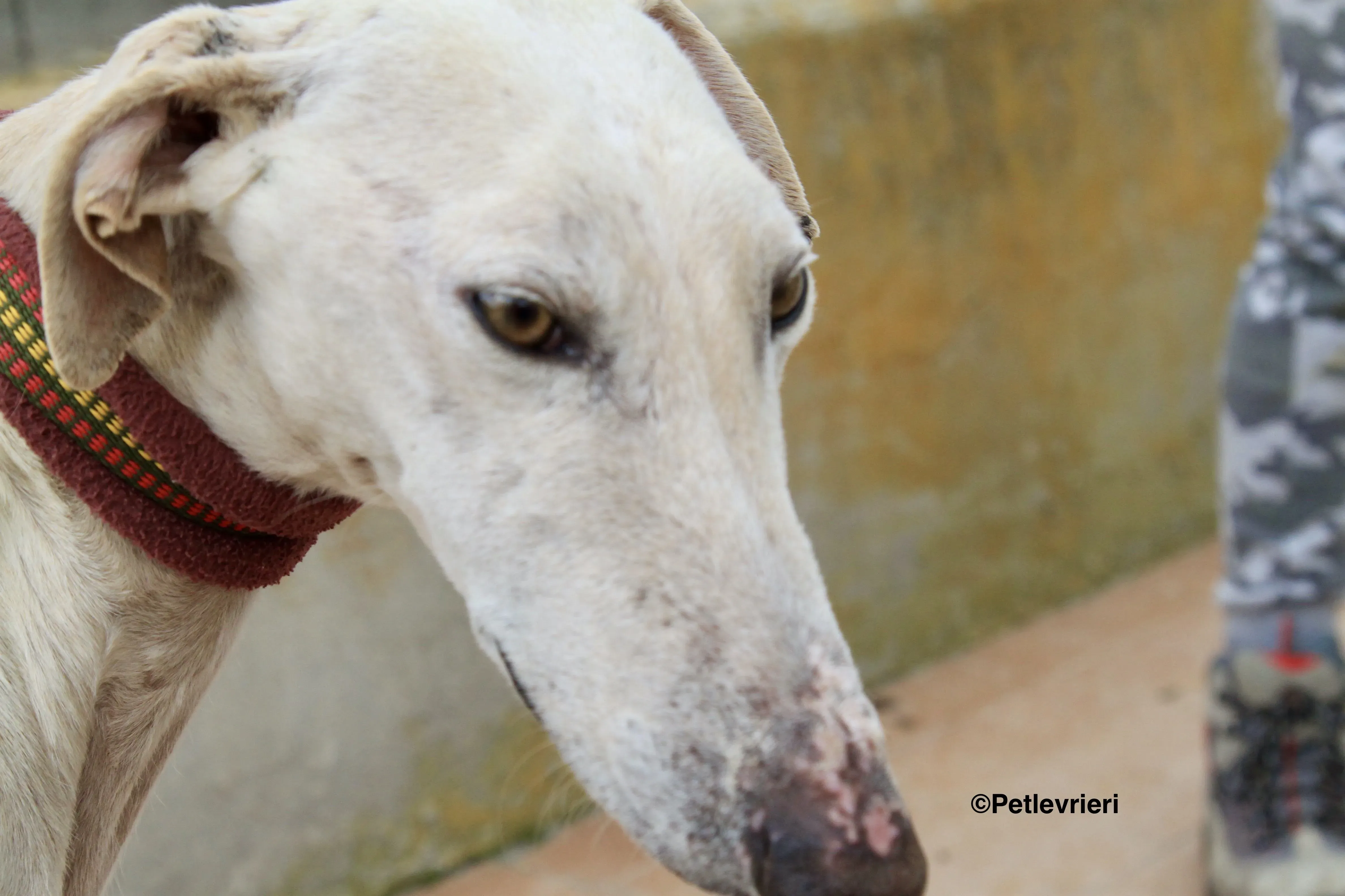 Amancio adozione levrieri galgo 2 2