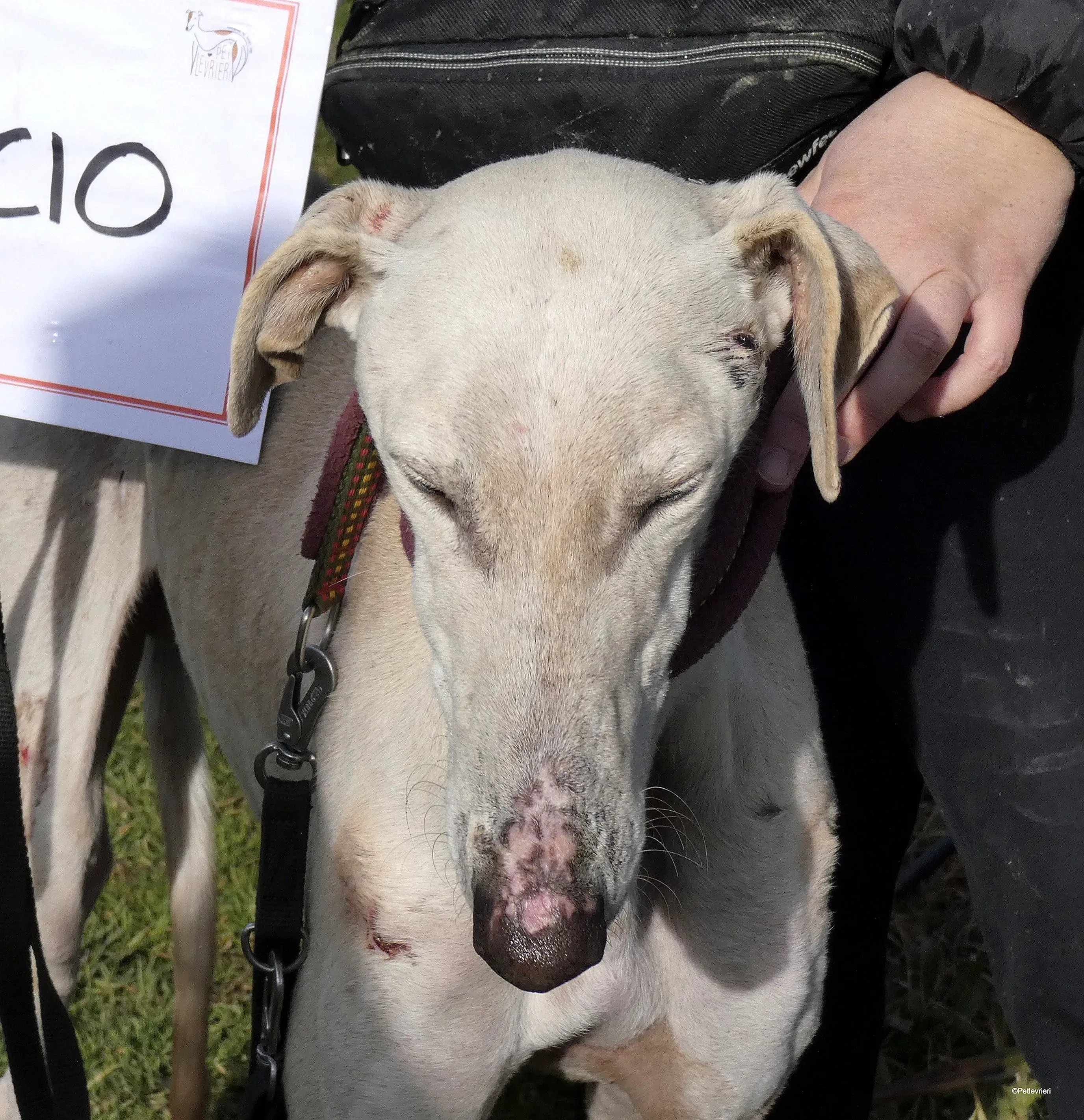 Amancio adozione levrieri galgo 2