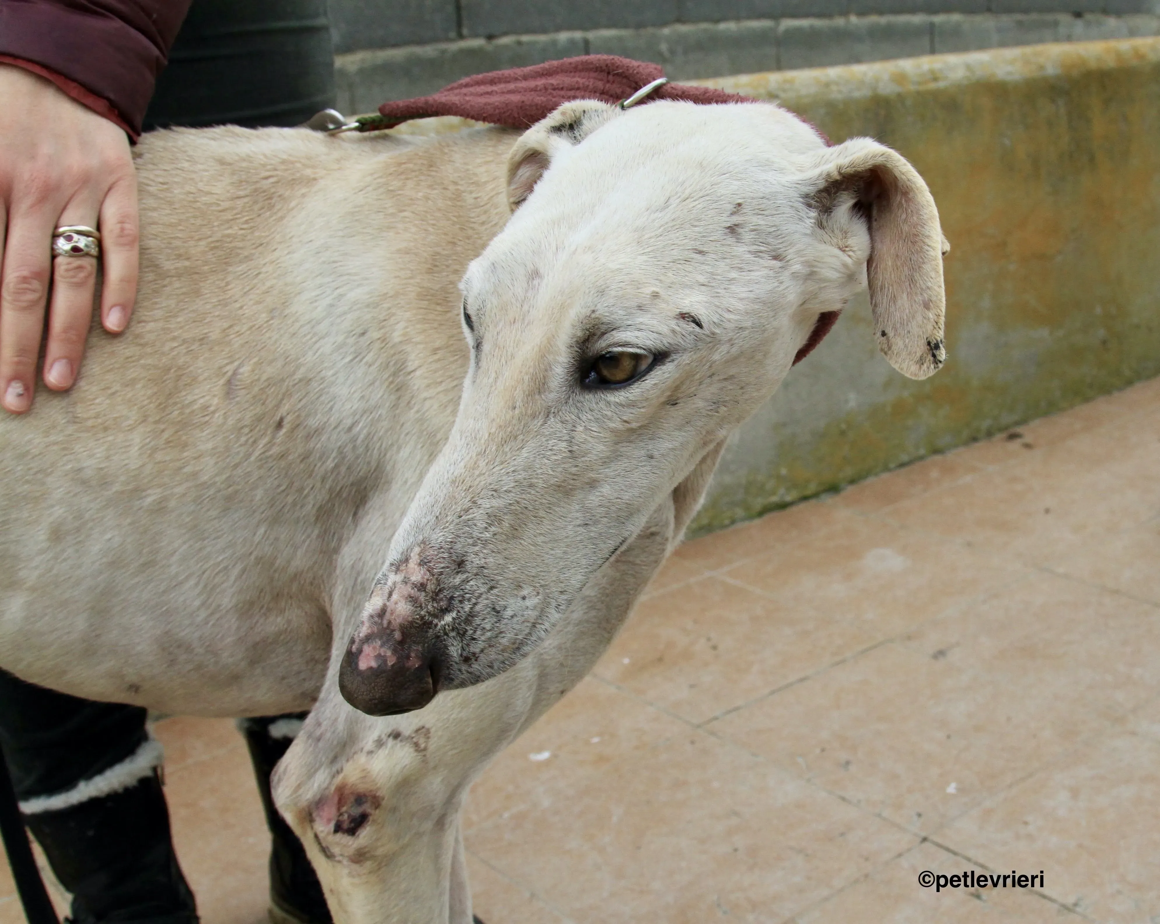 Amancio adozione levrieri galgo 3 2