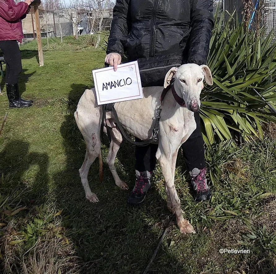 Amancio adozione levrieri galgo 3