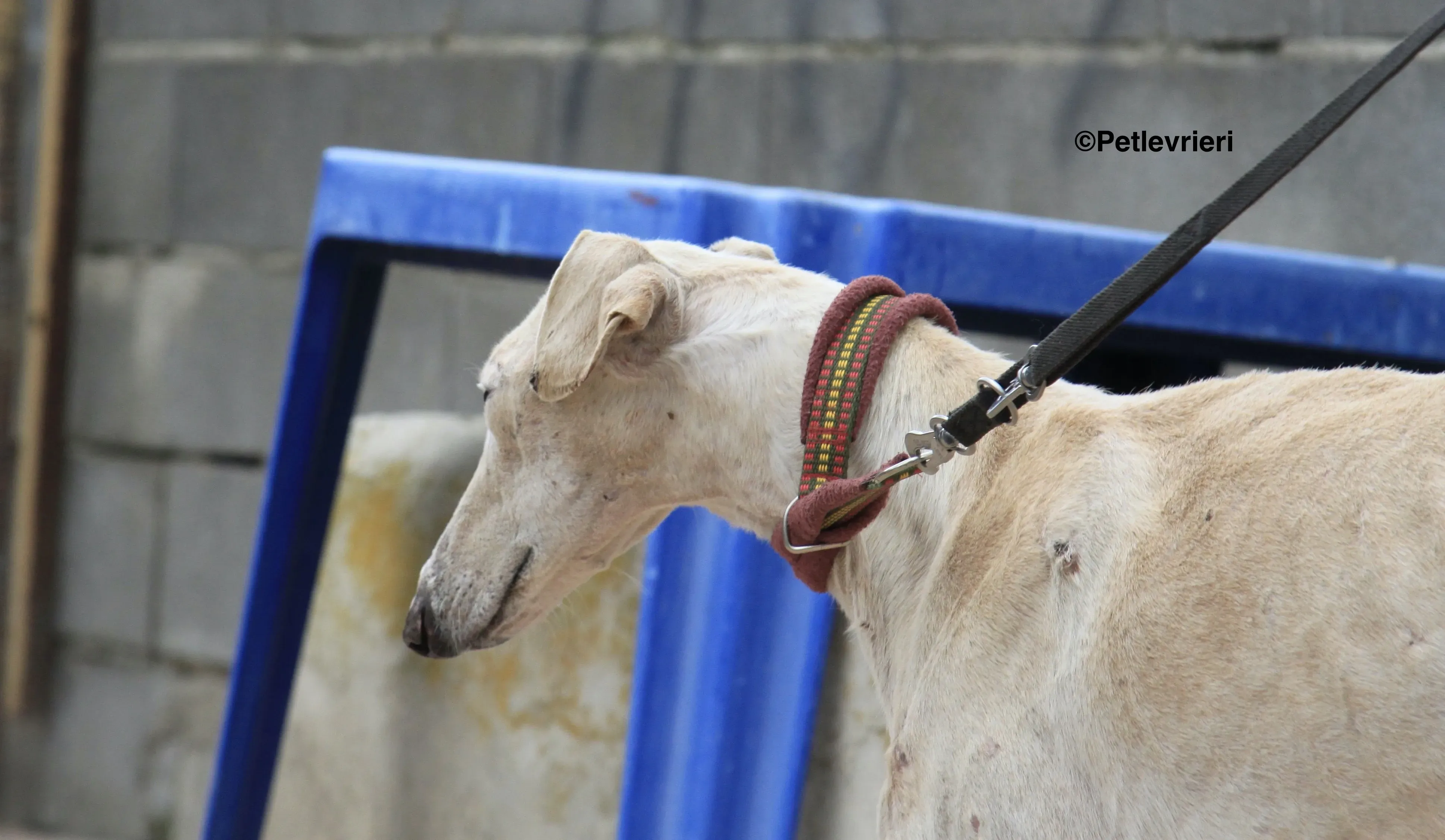 Amancio adozione levrieri galgo 4 2