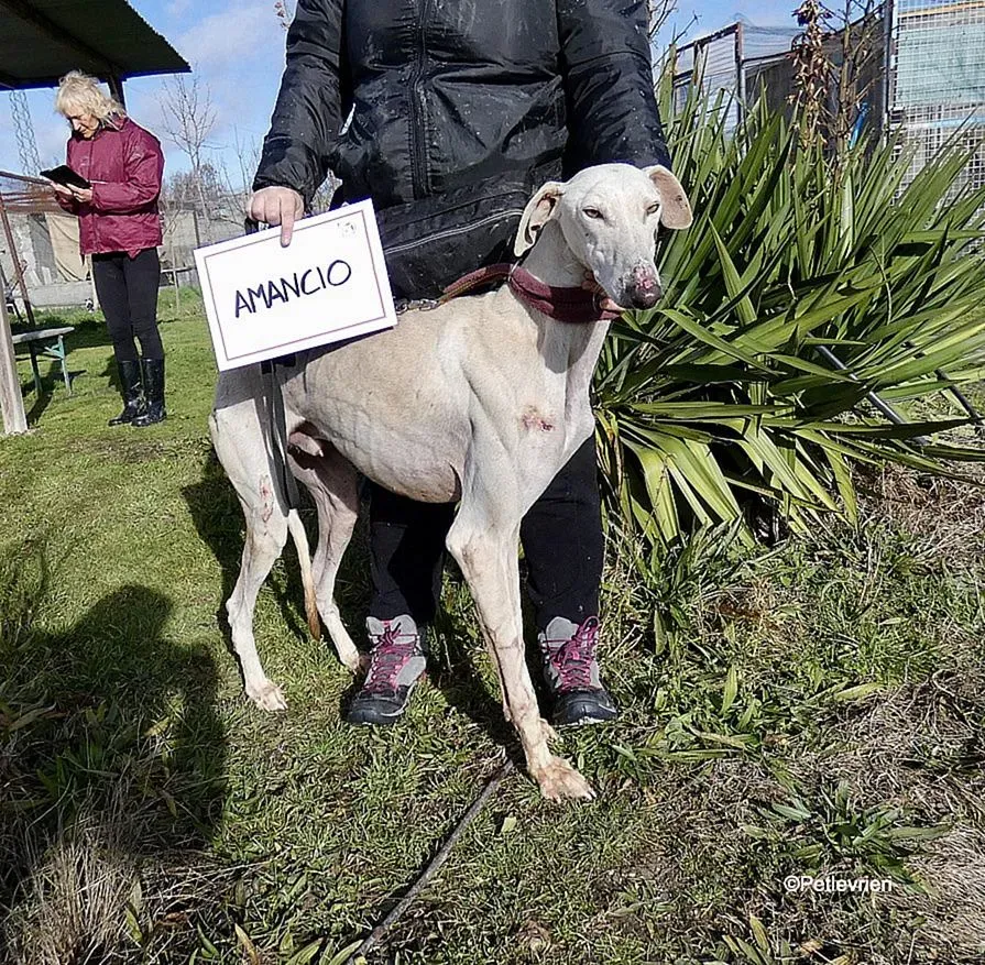 Amancio adozione levrieri galgo 4