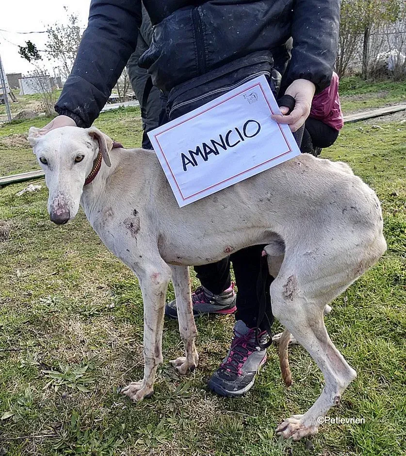 Amancio adozione levrieri galgo 5