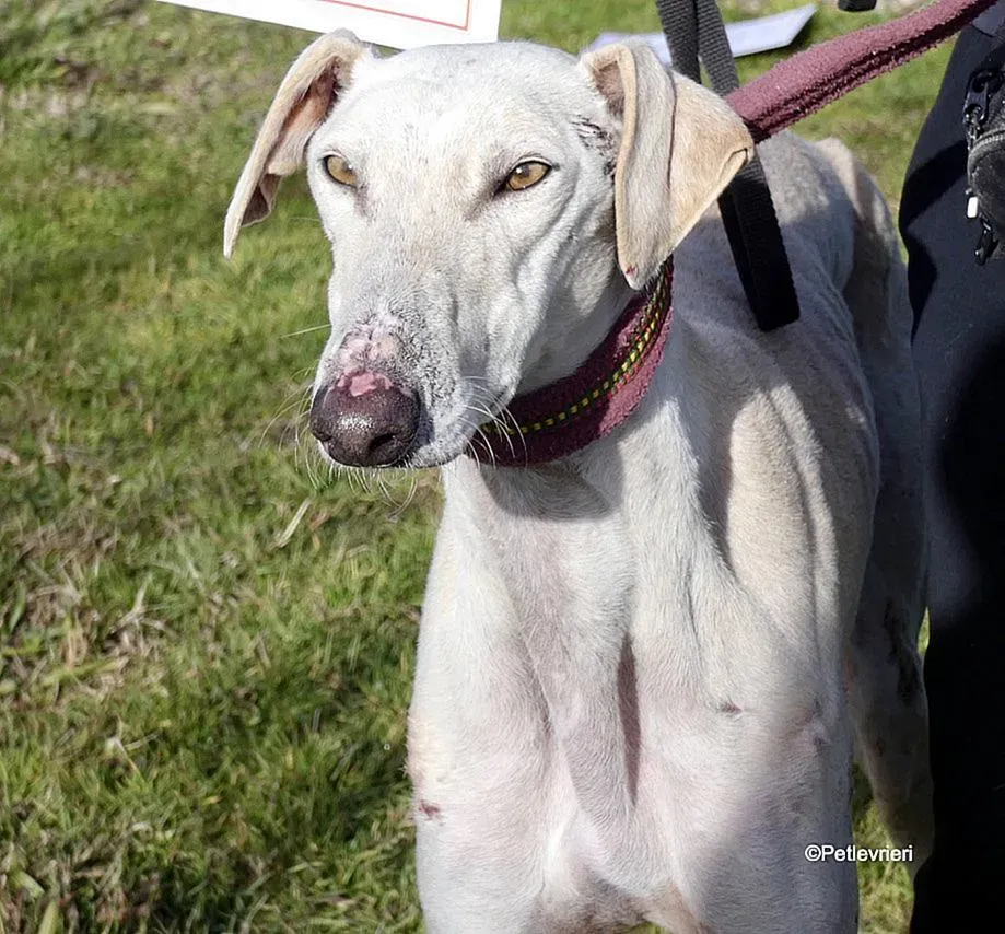 Amancio adozione levrieri galgo 7