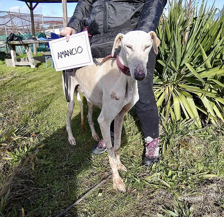 Amancio adozione levrieri galgo 8