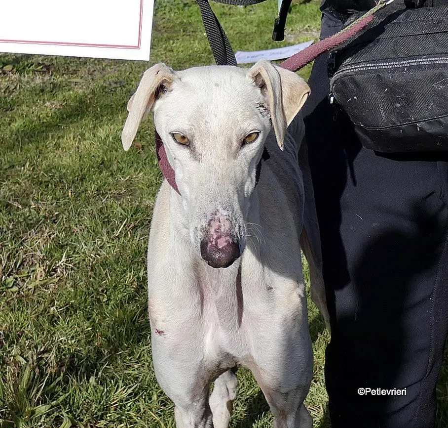 Amancio adozione levrieri galgo 9