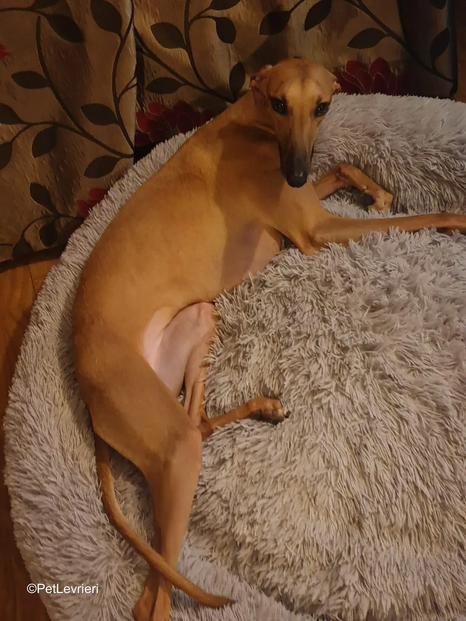 Amber adozione greyhound 11