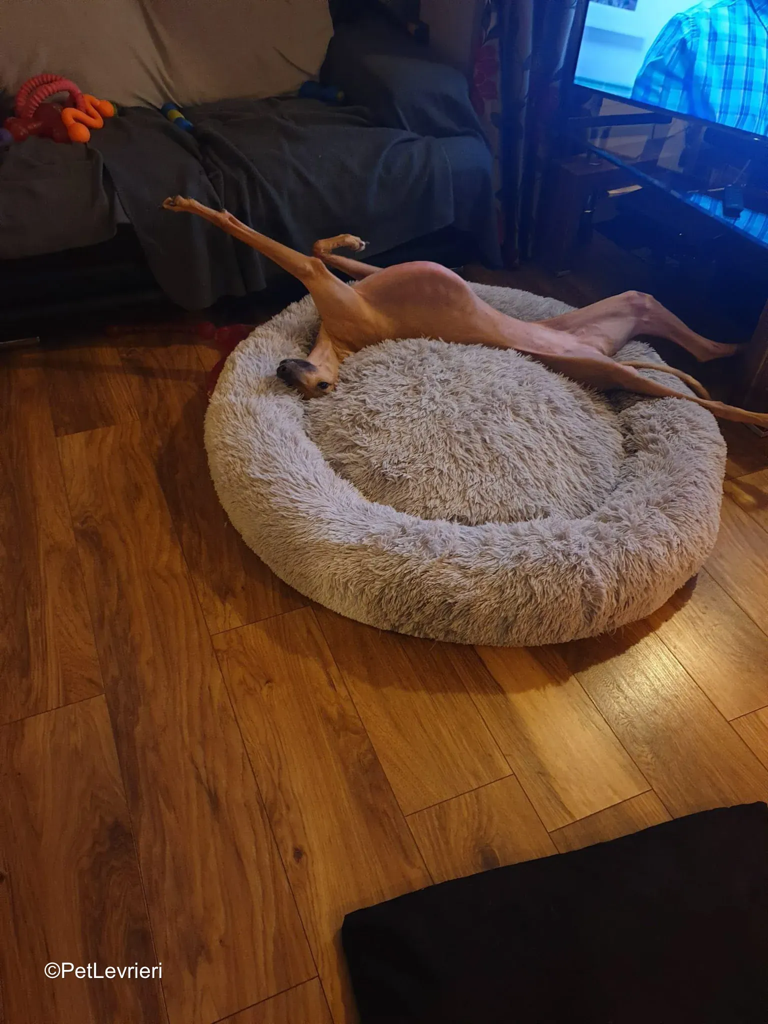 Amber adozione greyhound 12