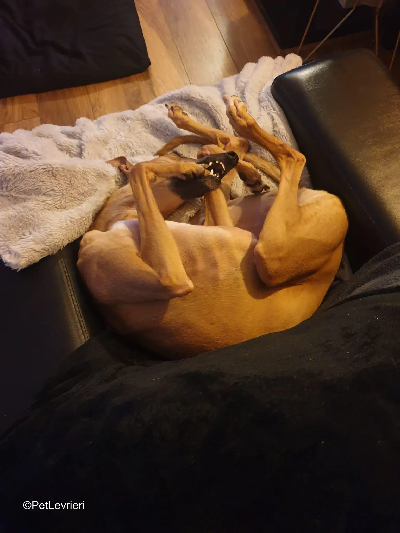 Amber adozione greyhound 13