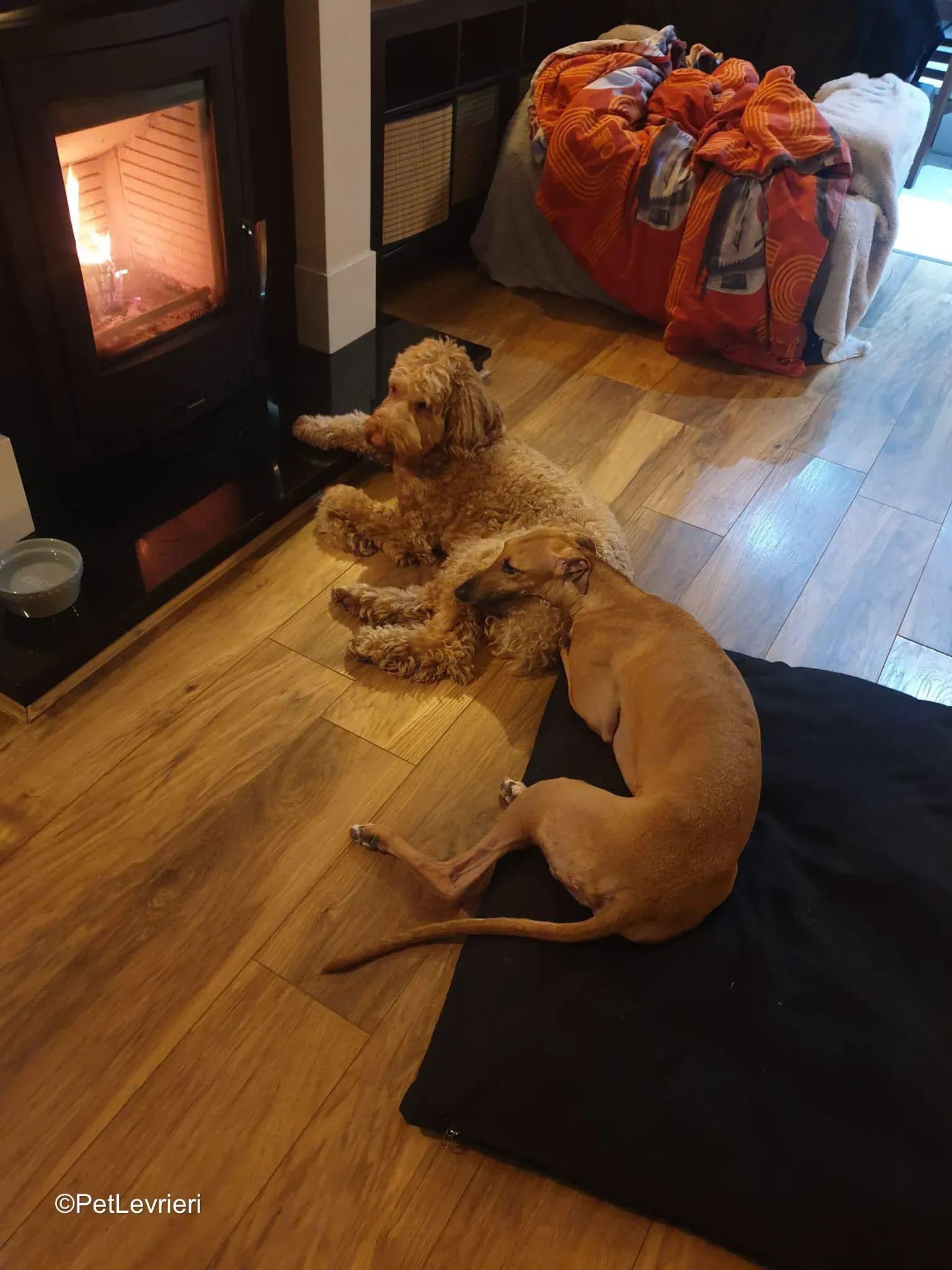 Amber adozione greyhound 14