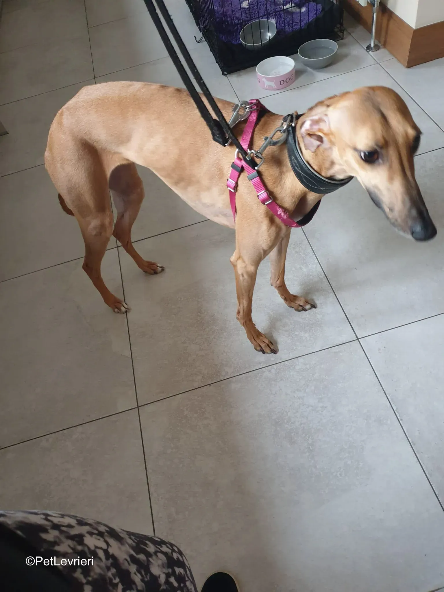 Amber adozione greyhound 15