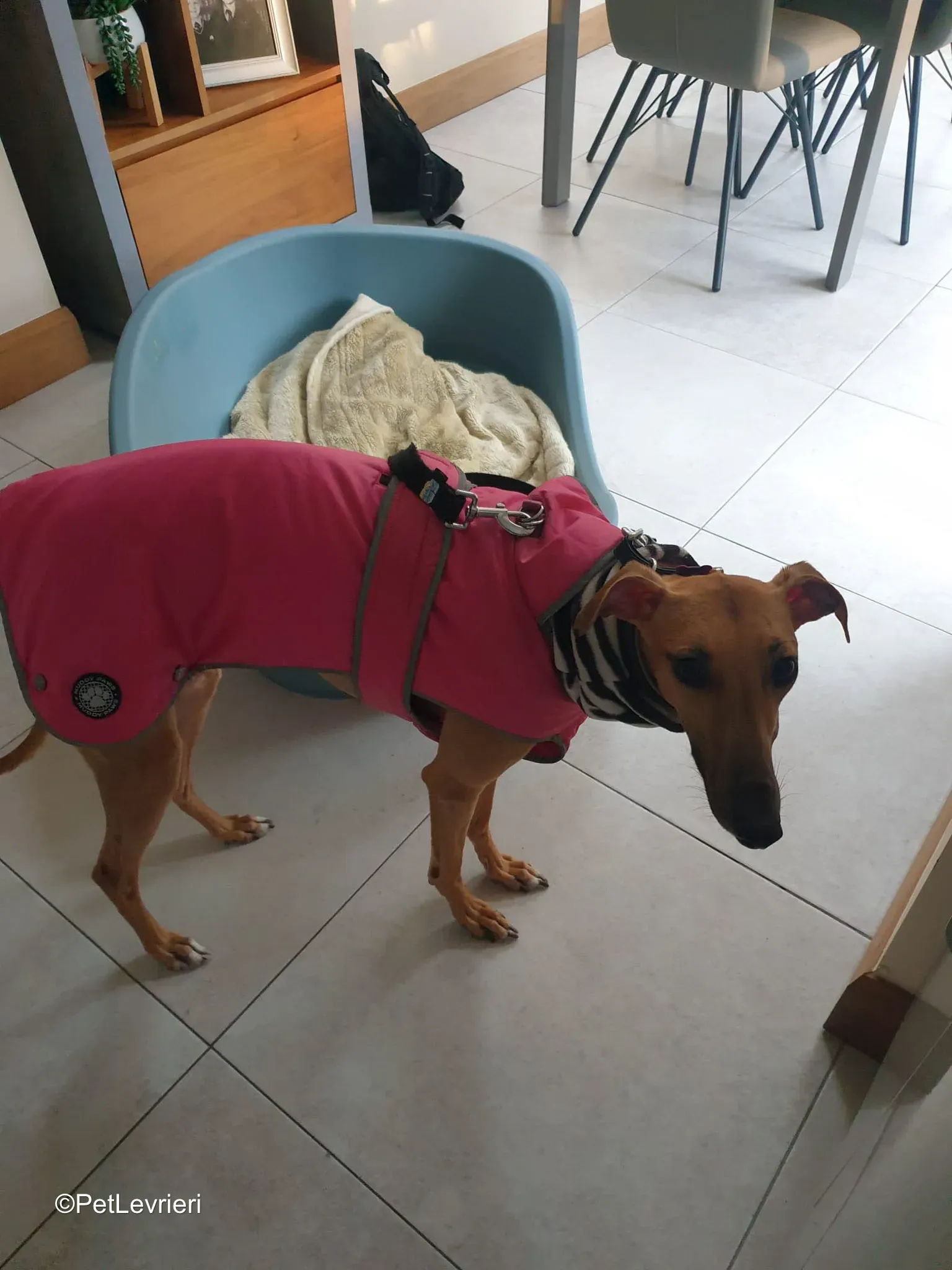 Amber adozione greyhound 16