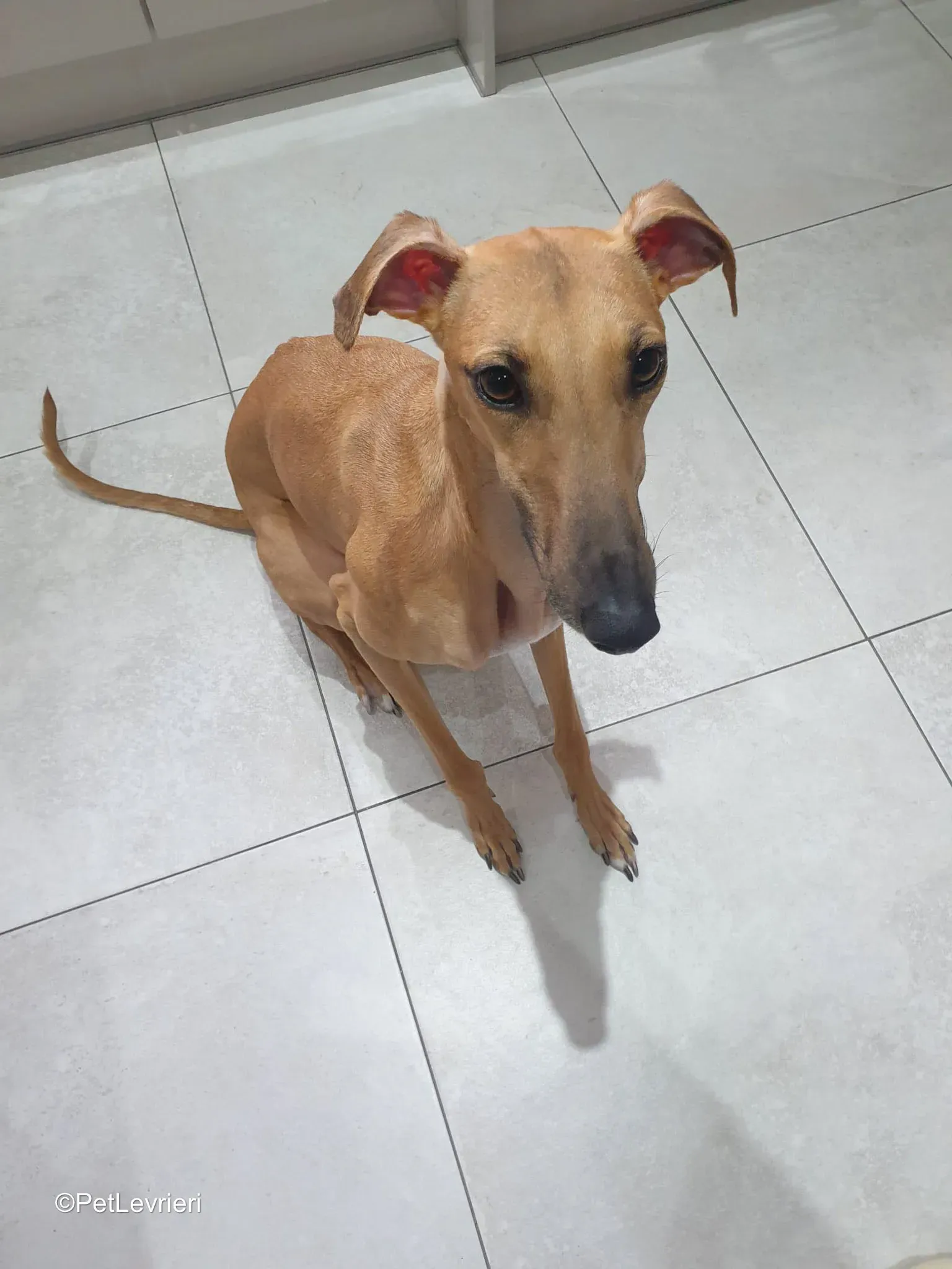 Amber adozione greyhound 17