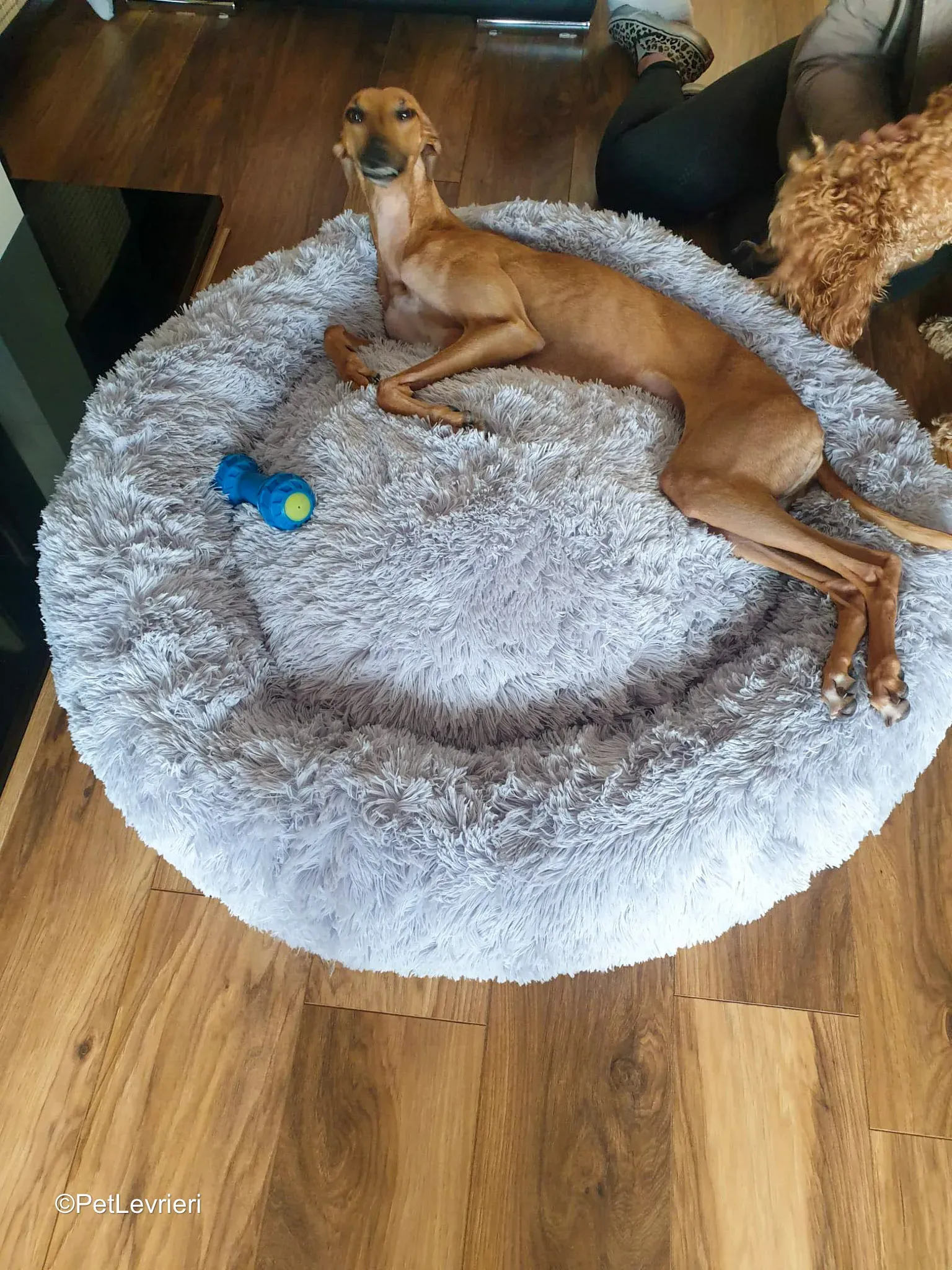 Amber adozione greyhound 18