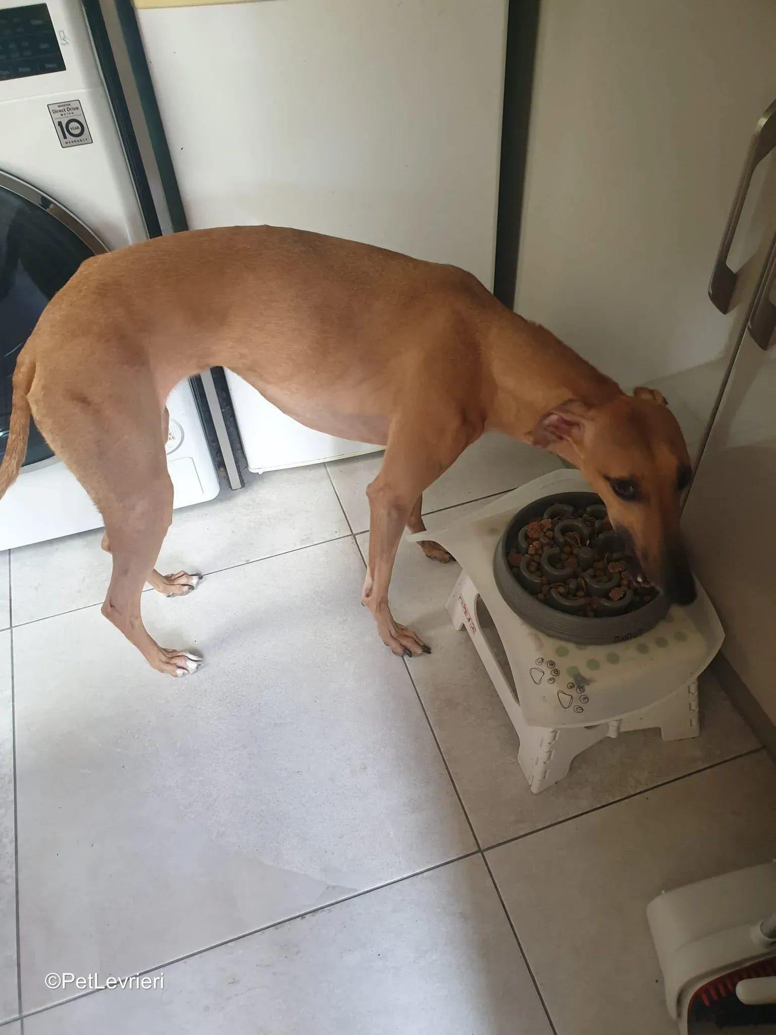 Amber adozione greyhound 19