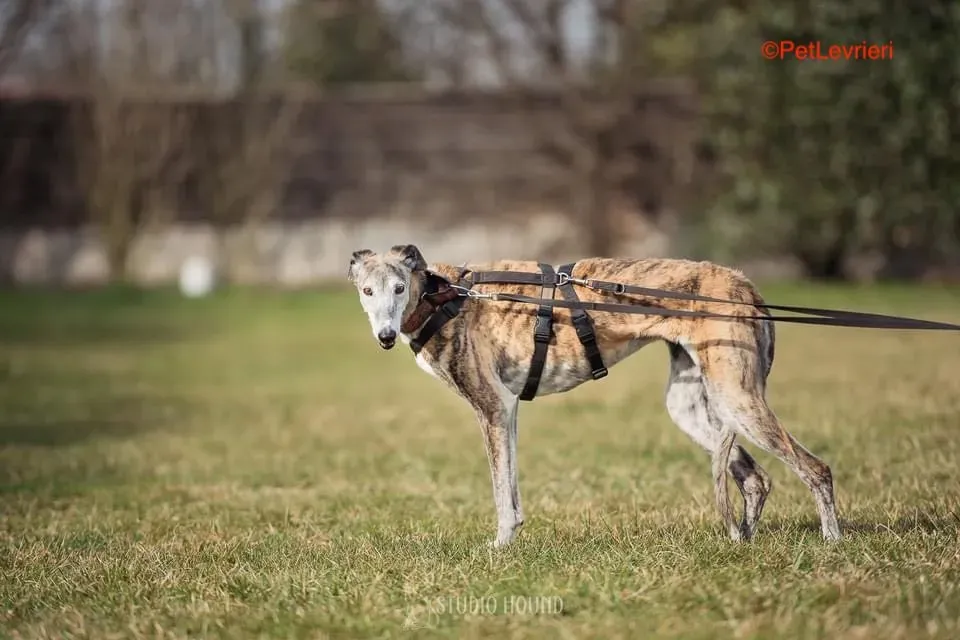Amelia adozione levrieri galgo .17