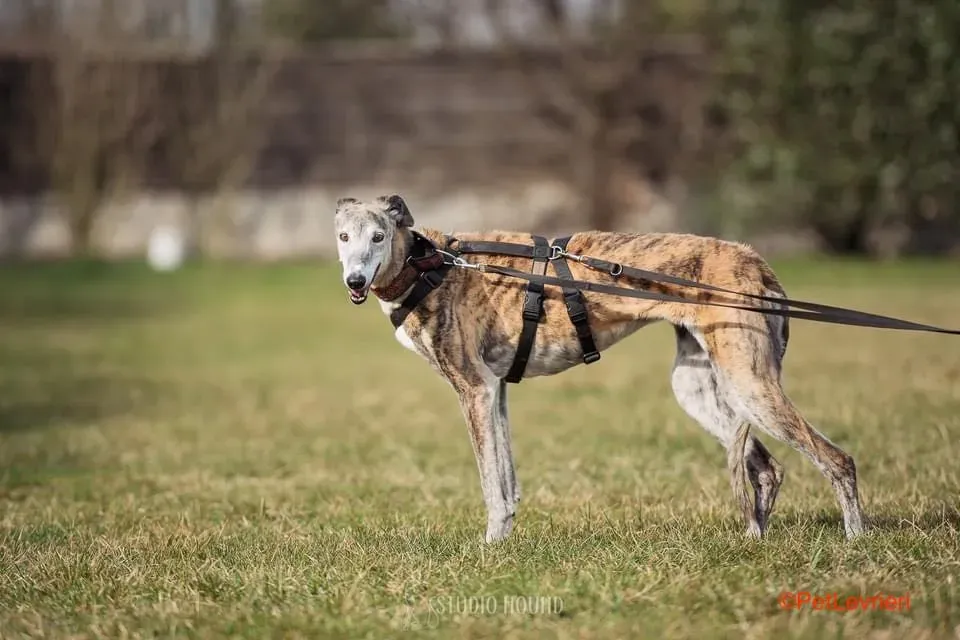 Amelia adozione levrieri galgo 1