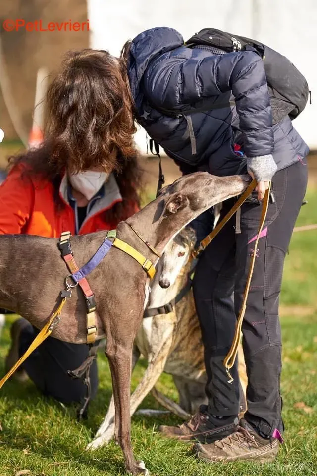 Amelia adozione levrieri galgo 11