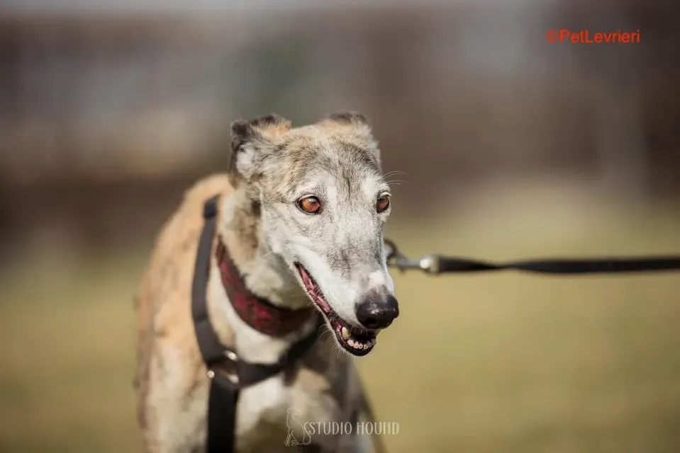 Amelia adozione levrieri galgo 12