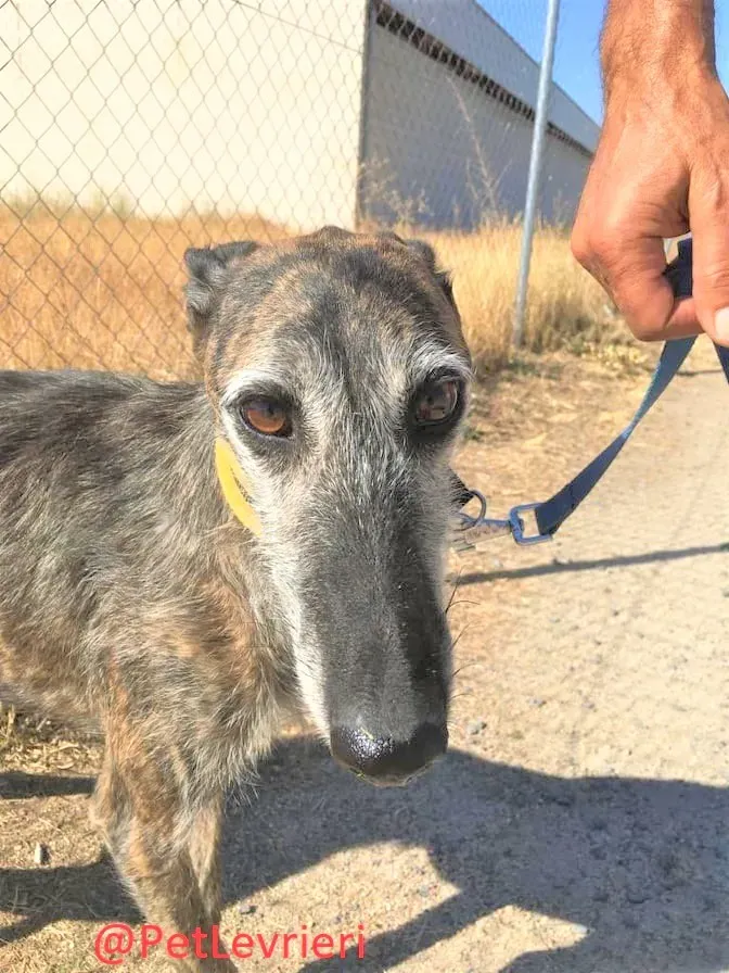 Amelia adozione levrieri galgo 14