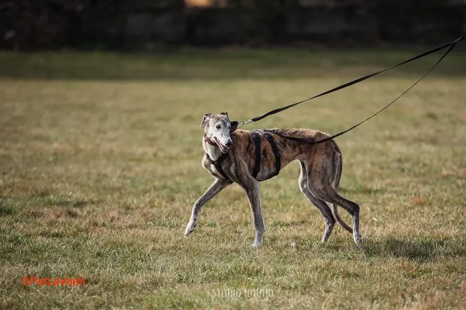 Amelia adozione levrieri galgo 15