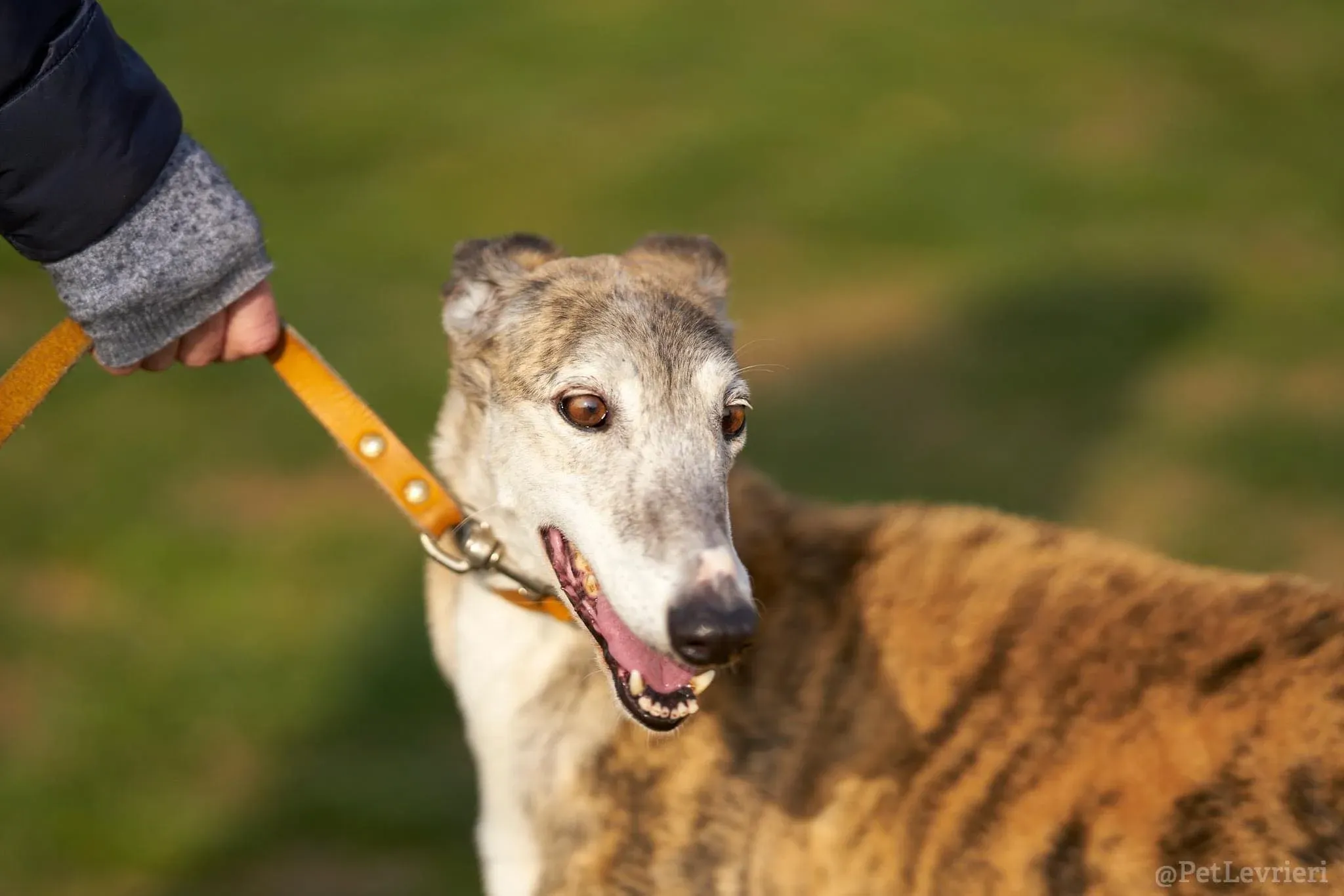 Amelia adozione levrieri galgo 16 1
