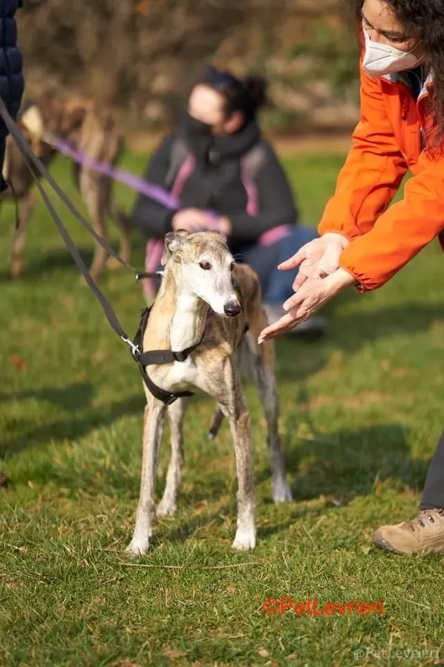 Amelia adozione levrieri galgo 10