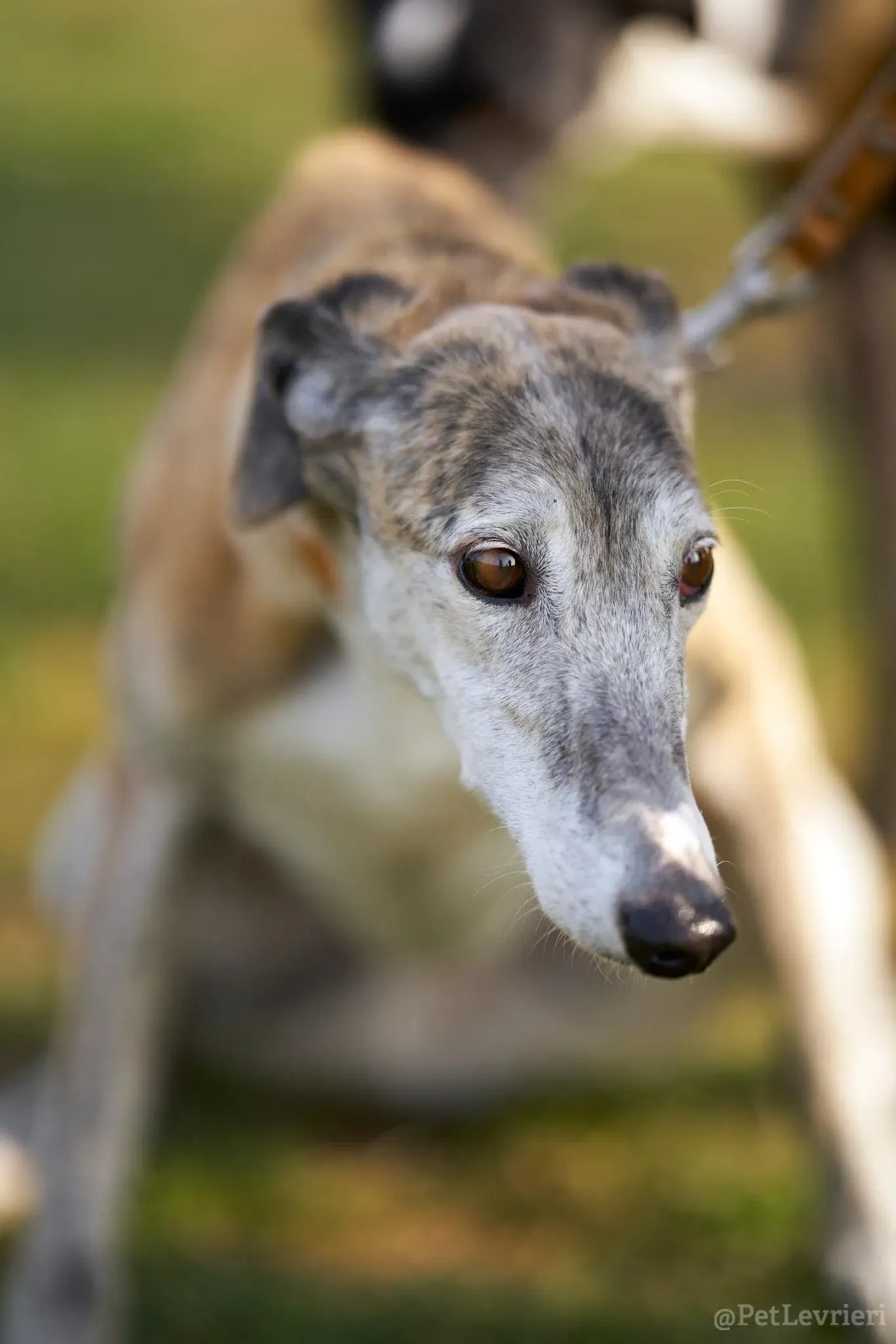 Amelia adozione levrieri galgo 18 1
