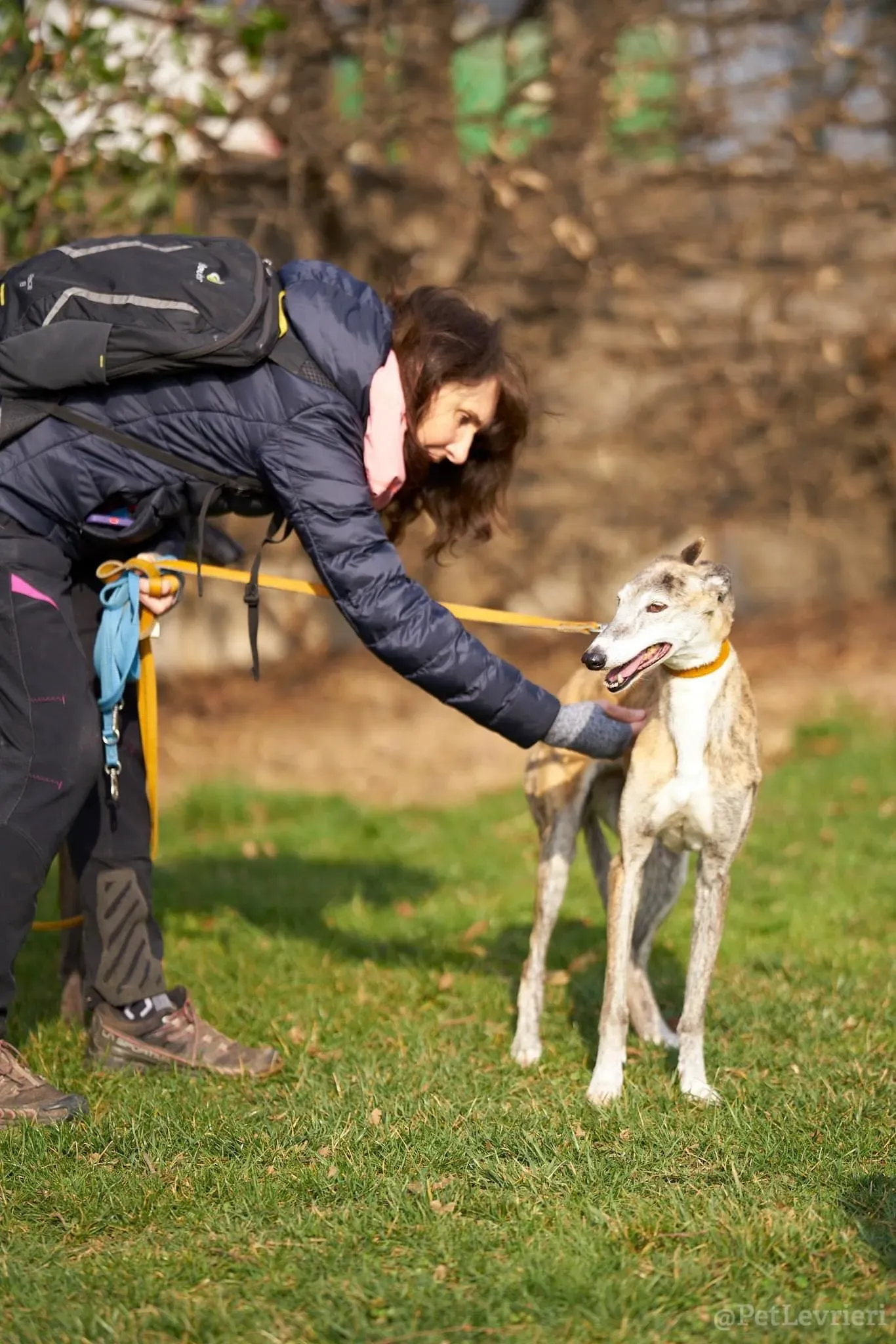 Amelia adozione levrieri galgo 19 1