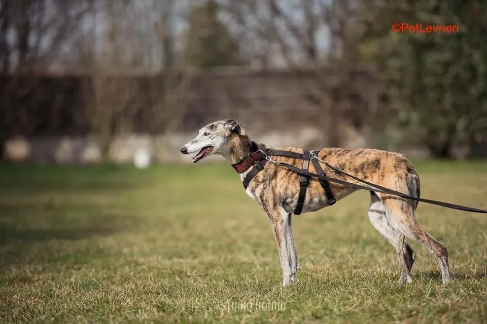 Amelia adozione levrieri galgo 13