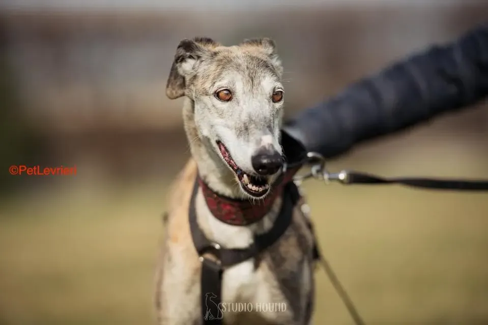 Amelia adozione levrieri galgo 2